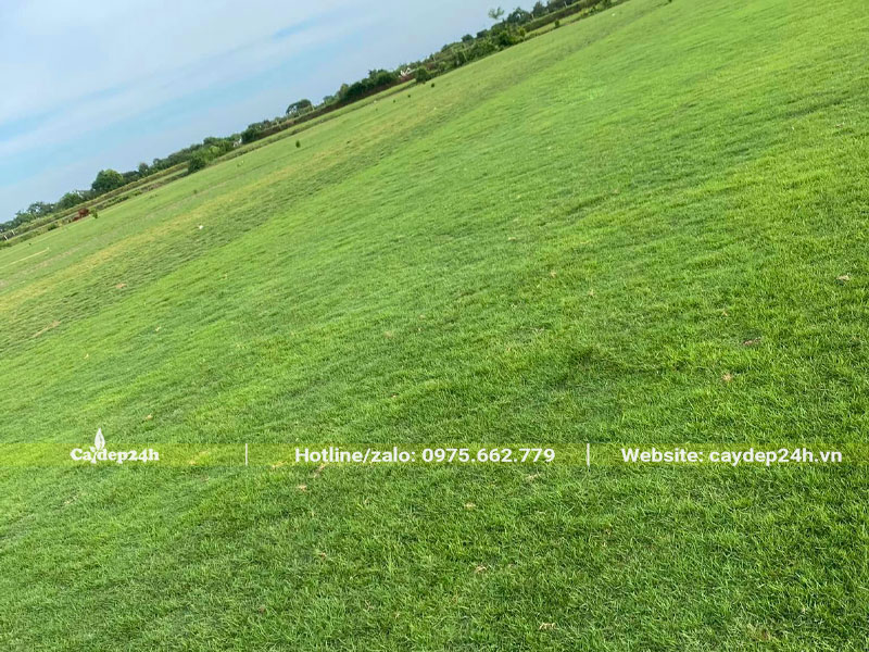 Sân cỏ nhung nhật được cắt tỉa. chăm sóc cẩn thận