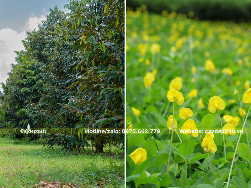 Trồng cỏ lạc trong vườn sầu riêng để tăng độ phì nhiêu
