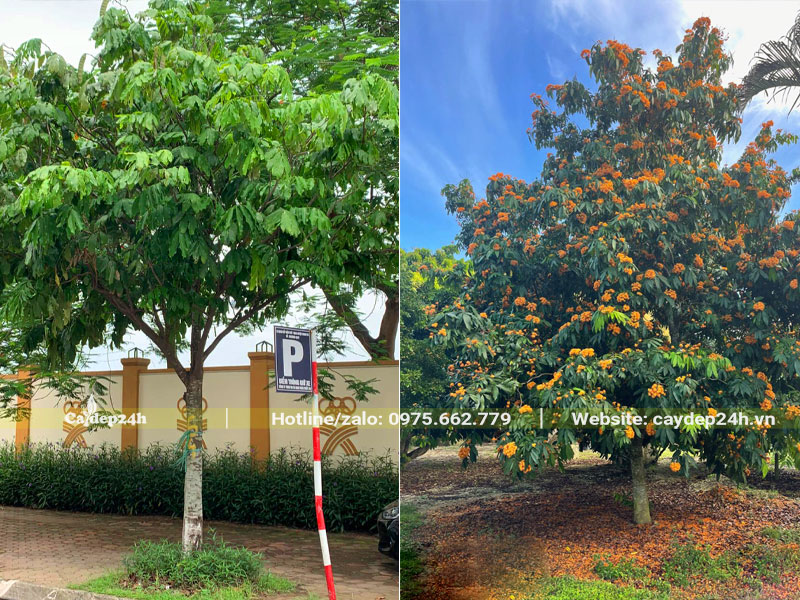 Trồng cây Vàng Anh trước nhà tạo bóng mát