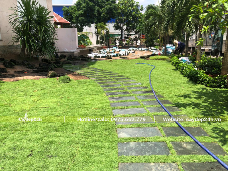 Thi công trồng cỏ Nhung Nhật sân vườn biệt thự