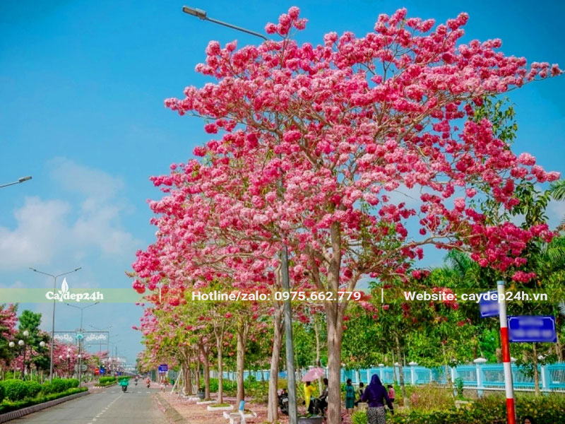 Cây Kèn Hồng trồng bao lâu ra hoa với hàng công trình kích thước lớn