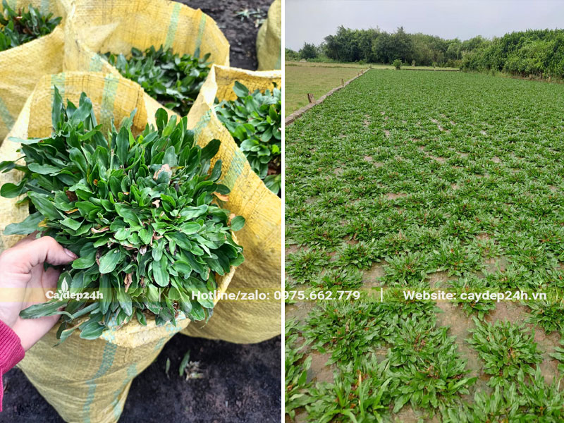 Tiến hành trồng cỏ lá gừng theo định mức