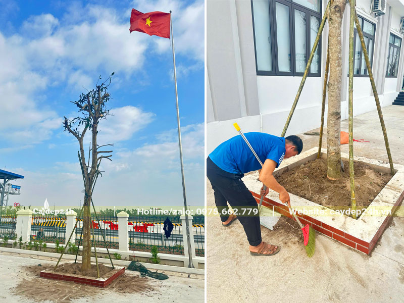 Công nhân dọn sạch sẽ đất sau khi trồng