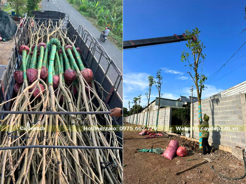 Thi công trồng cây kèn hồng công trình cao hơn 6m