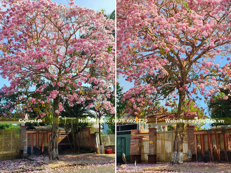 Trồng cây Kèn Hồng trước nhà, chiều cao cả chục mét