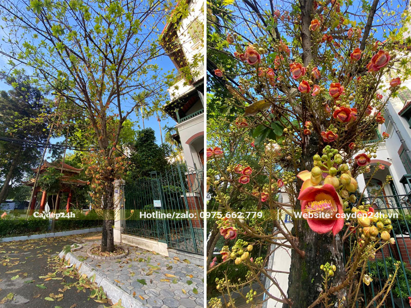 Trồng cây Sala trước nhà, cây đang ra hoa đẹp