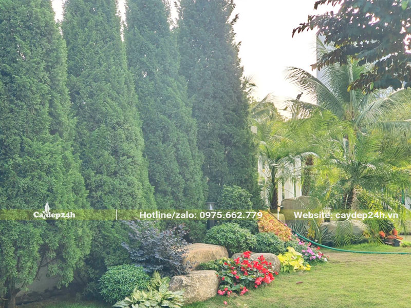 Trồng cây Tùng Tháp trước sân nhà biệt thự