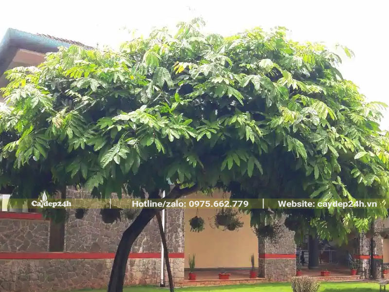 Cây Vàng Anh trước trước nhà đường kính tán 4m