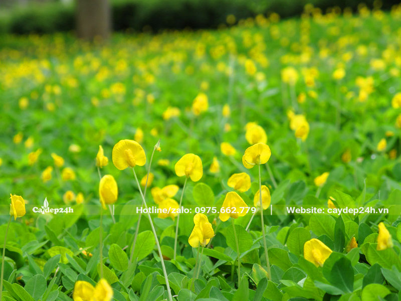 Cách trồng cỏ lạc bằng hạt ra hoa nhiều và đẹp