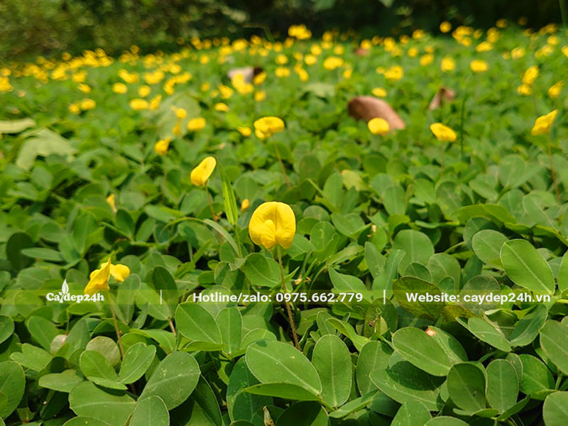 Trồng cỏ lạc trong vườn sầu riêng, hoa vàng nở tươi rực rỡ
