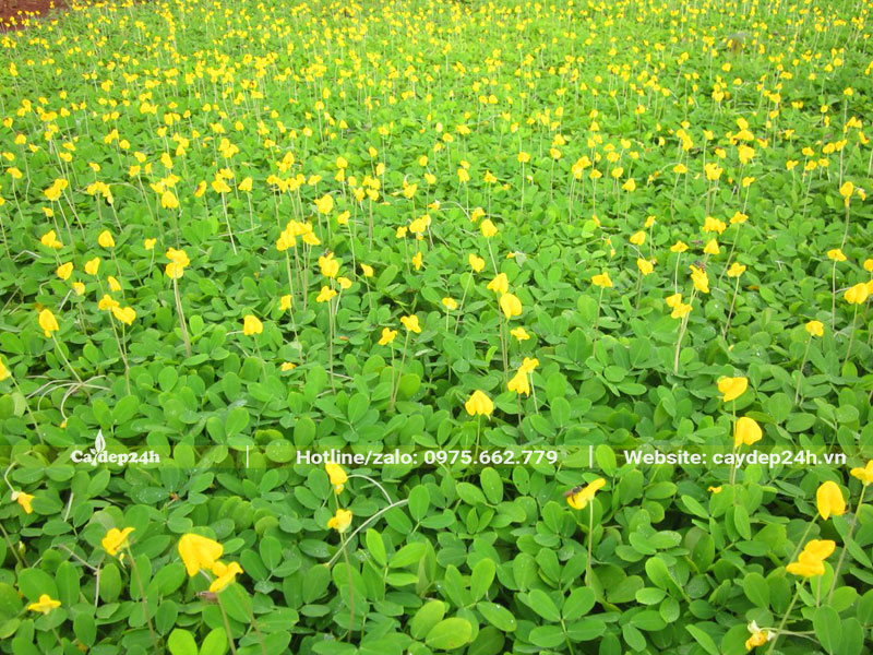 Vườn cây sầu riêng phủ kín cỏ lạc