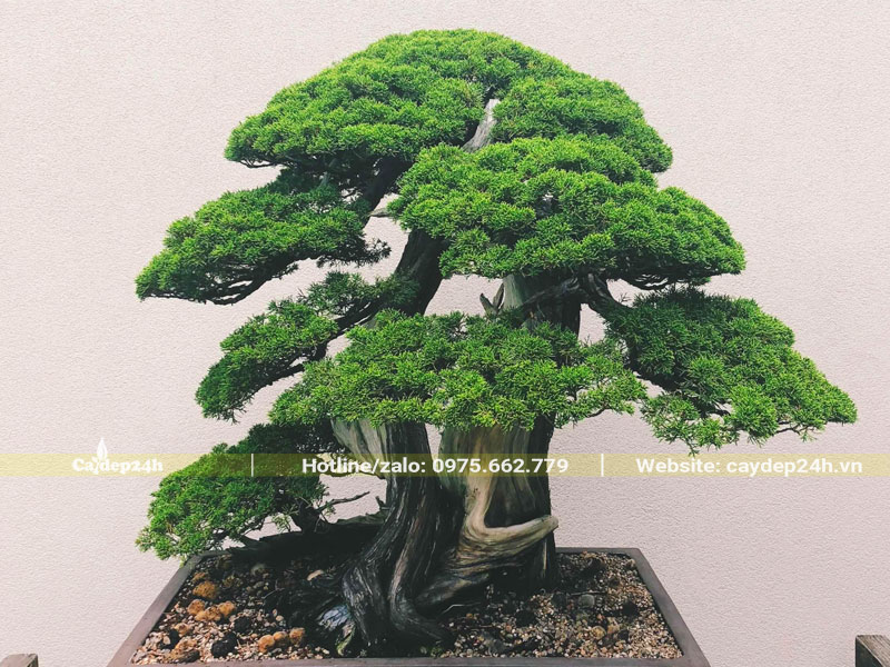 Chậu cây Tùng Tháp bonsai đẹp giá trị vài trăm triệu