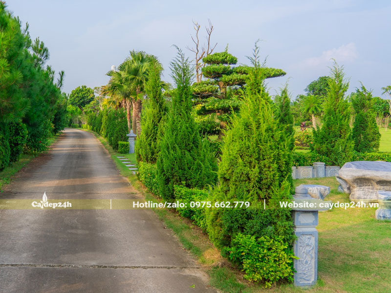 Trồng cây Tùng Tháp dọc theo lối đi trong sân vườn biệt thự