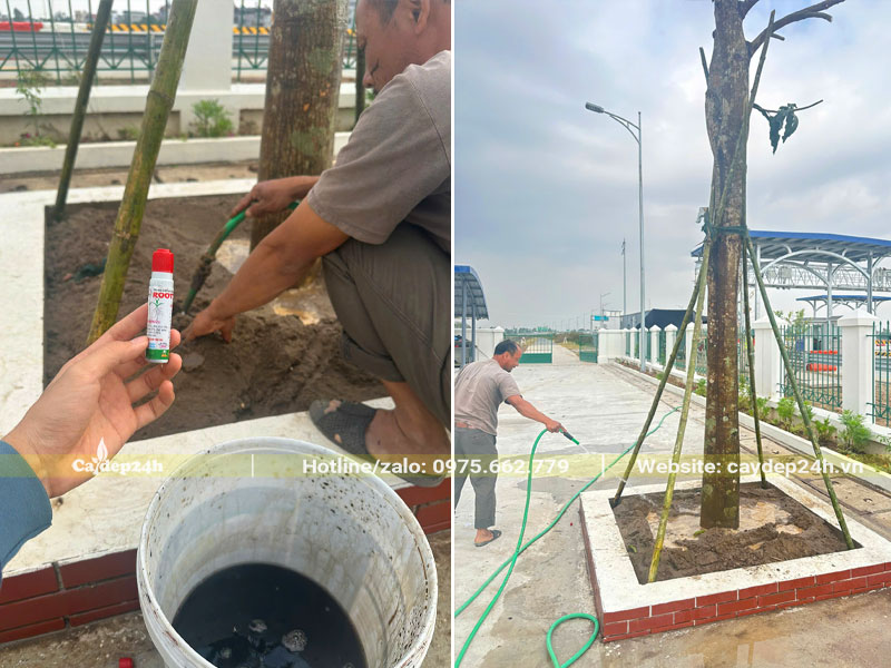 Tưới nước kích rễ cho cây xoài trồng tại dự án công ty tại Hà Nội