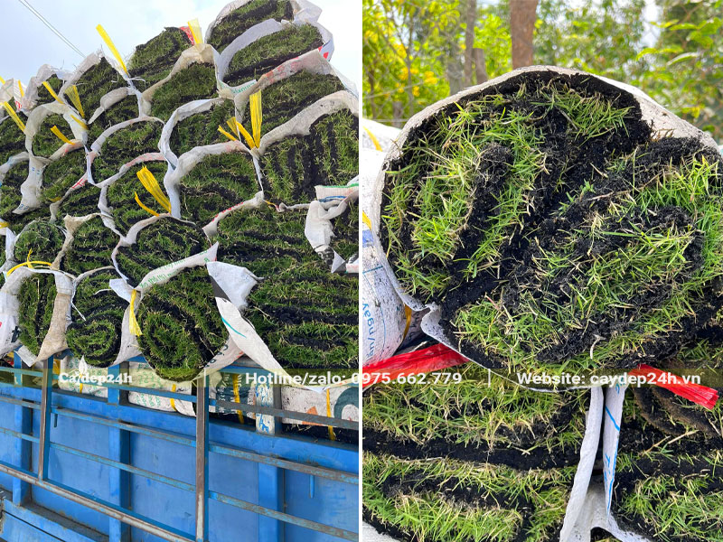 Giao trồng cỏ nhung nhật trồng thảm