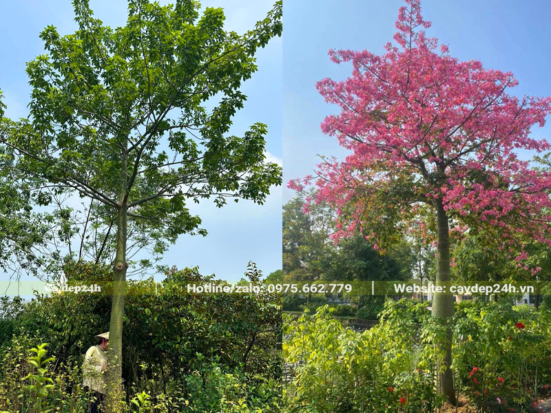 Hình dáng cây hoa Mỹ Nhân lâu năm trồng trước cổng nhà