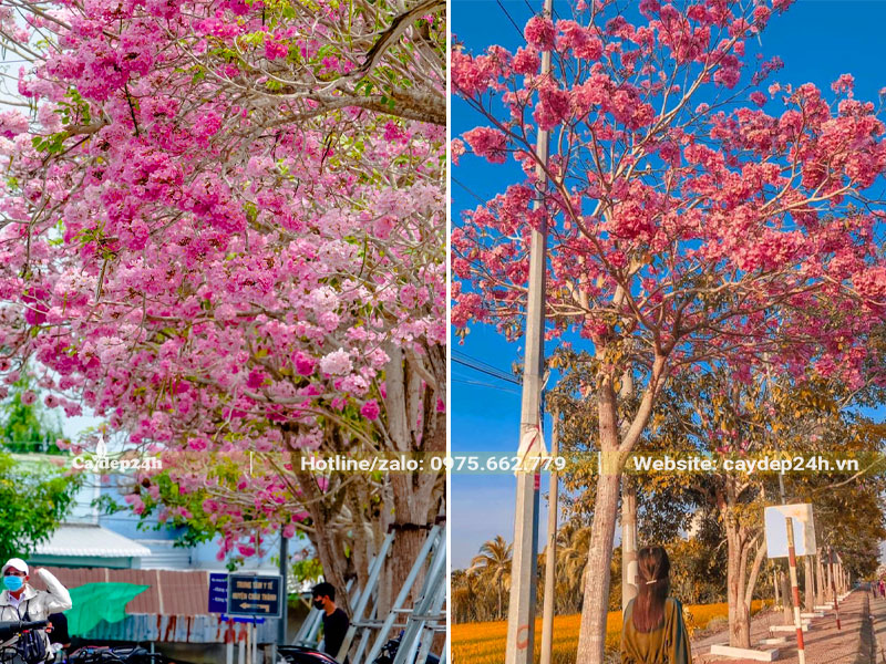 Những con đường trở nên lãng mạn, thơ mộng hơn với hoa Kèn Hồng