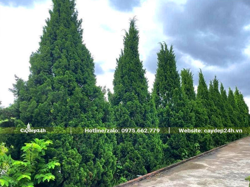 Trồng cây Tùng Tháp thành hàng dọc theo lối đi ở cổng vào