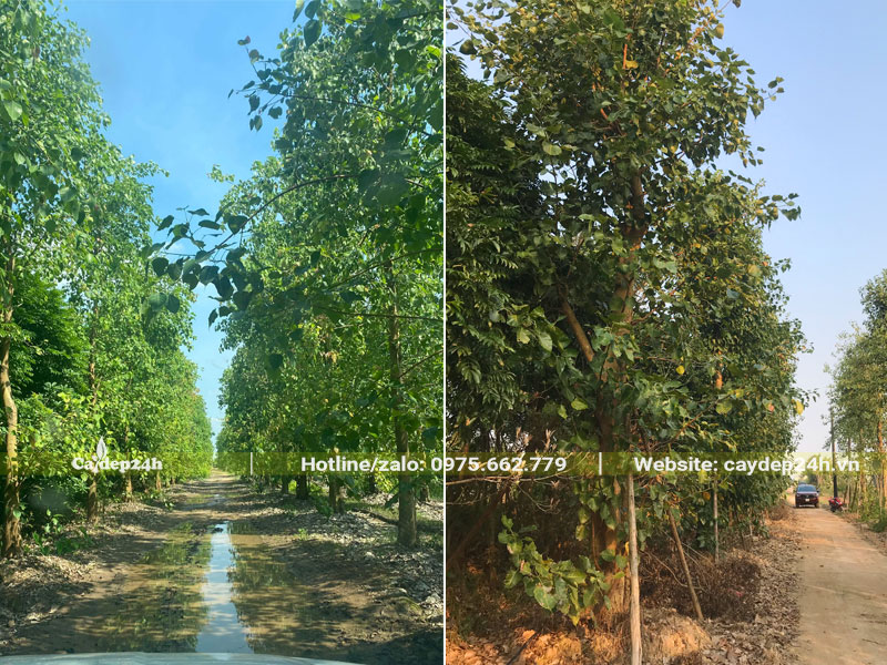 Vườn cây Bồ Đề công trình đường kính gốc 20 - 30cm