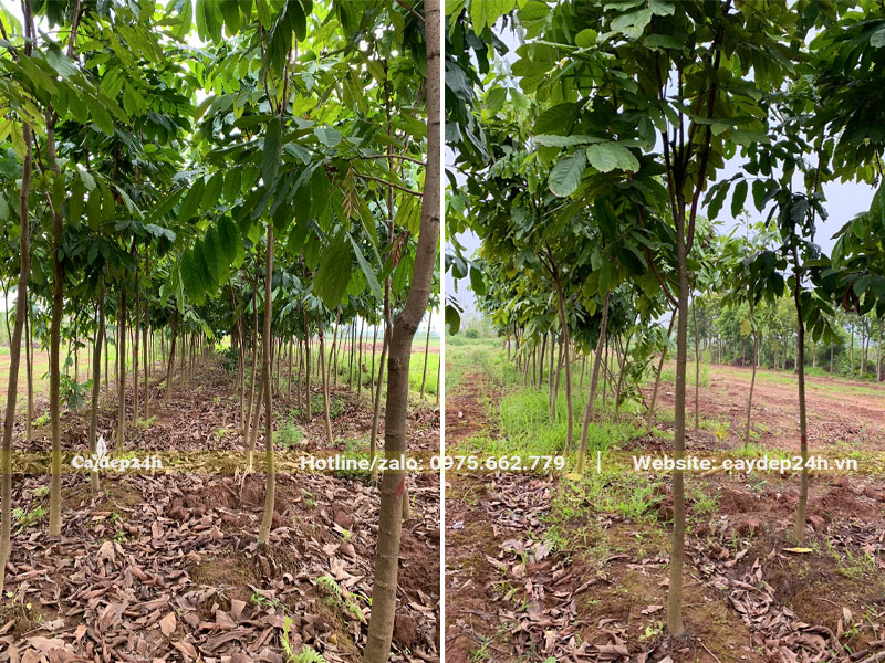 Hàng cây vàng anh đường kính gốc 3 - 4cm, cao 3 - 4m