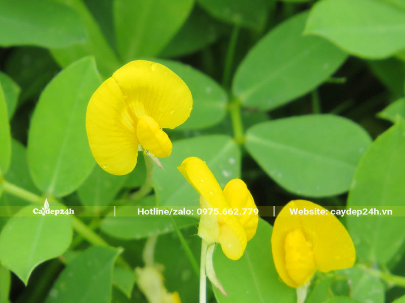 Hoa cỏ lạc vàng xinh đẹp