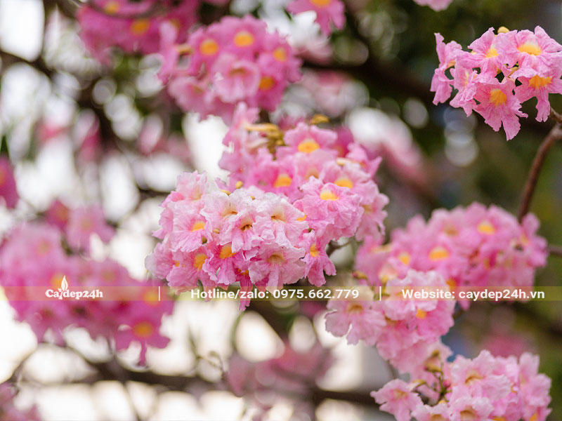 Ý nghĩa phong thủy của cây kèn hồng trồng trước nhà