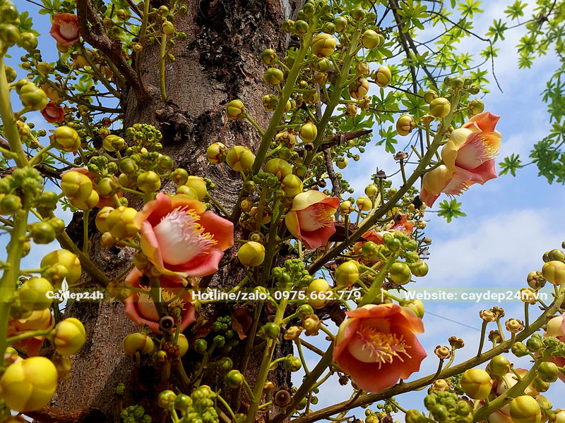 Những chùm hoa Sa La bắt đầu nở rộ