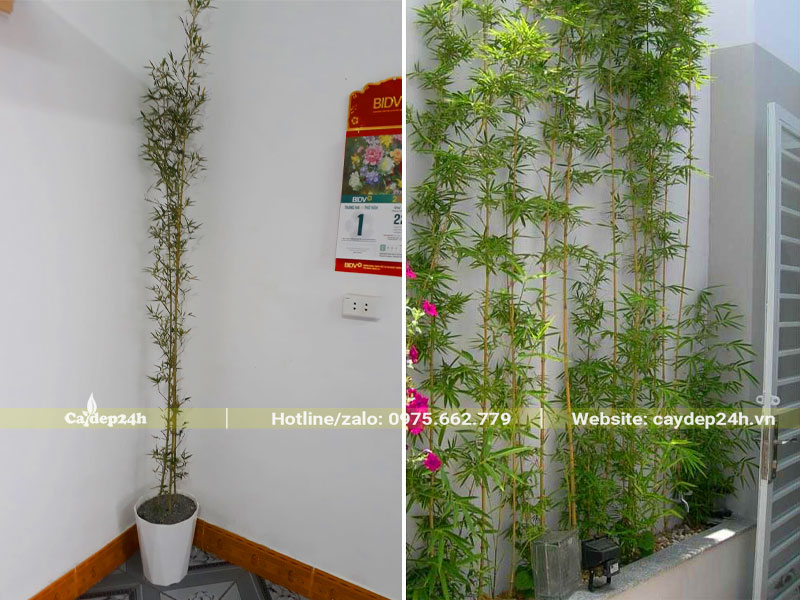 Tác dụng cây Trúc Quân Tử trồng trong nhà