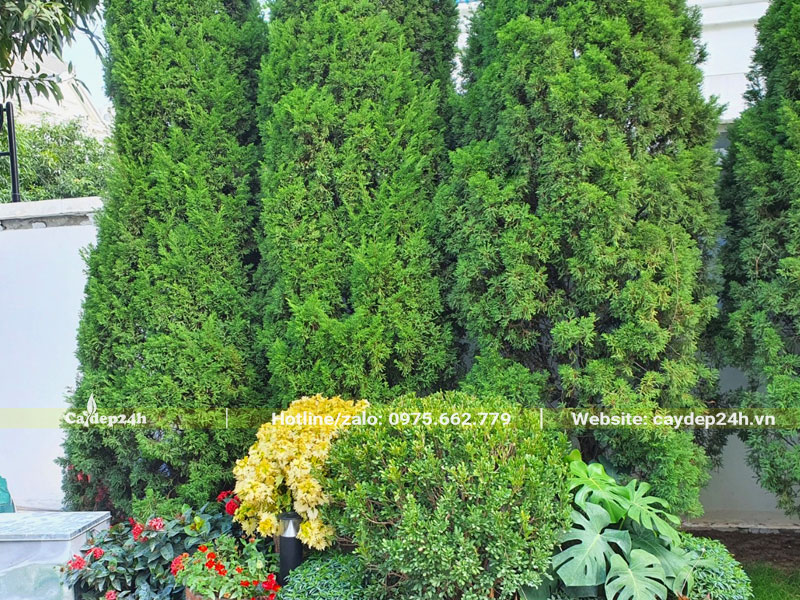 Bộ 3 cây Tùng Tháp trồng trước nhà biệt thự