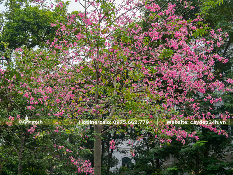 Tán cây hình dù tỏa rộng, sắc hoa hồng Mỹ Nhân nổi bật