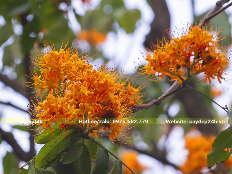 Chùm hoa Vàng Anh màu vàng cam rực rỡ