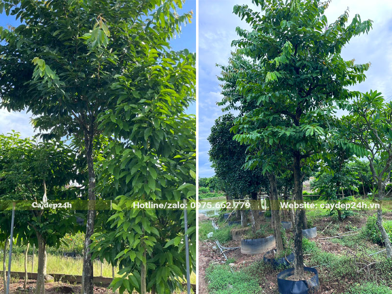 Cây Bằng Lăng công trình đã dâm ủ lâu năm