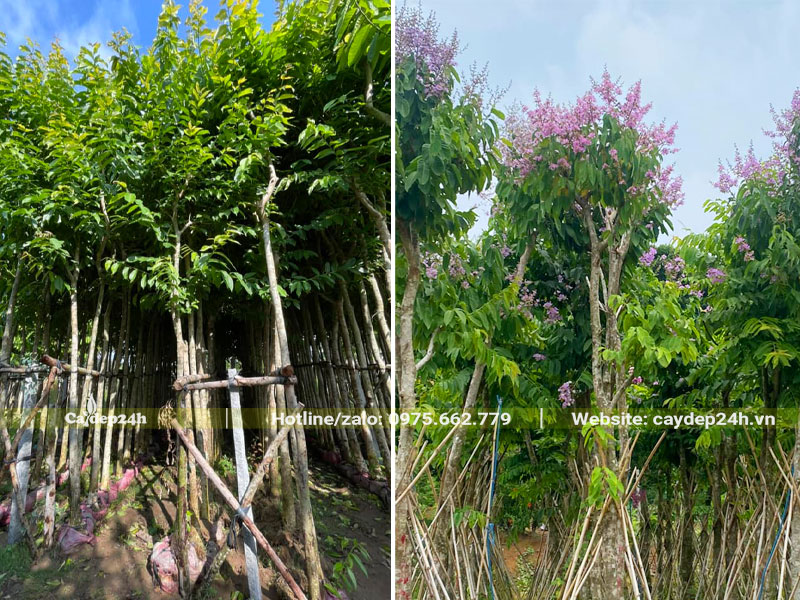 Vườn cây Bằng Lăng dâm ủ chiều cao 3 - 4m