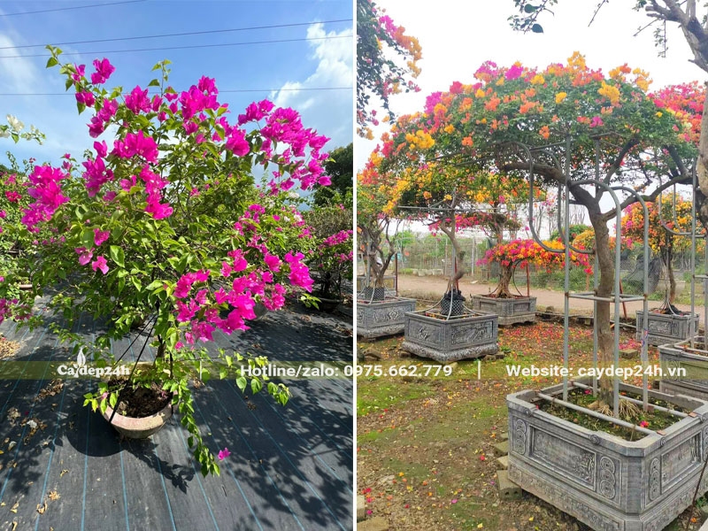 Cây hoa giấy bonsai 1 màu và ngũ sắc