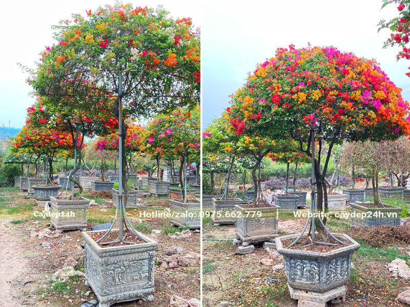 Vườn dưỡng số lượng lớn cây hoa giấy cao khoảng 2m, dáng đẹp