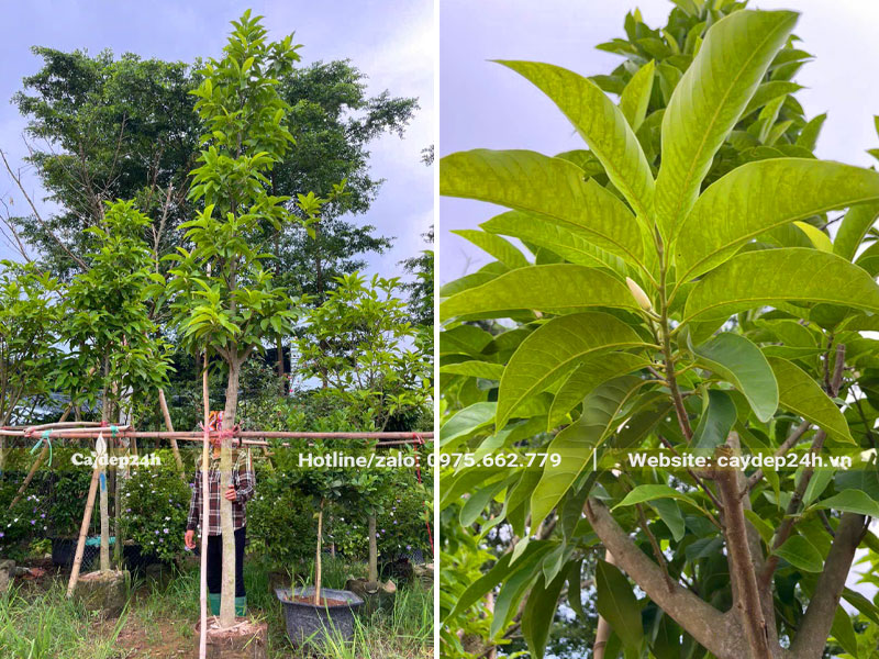 Cây Ngọc Lan dâm ủ, chiều cao 4 - 5m, đang ra nụ hoa