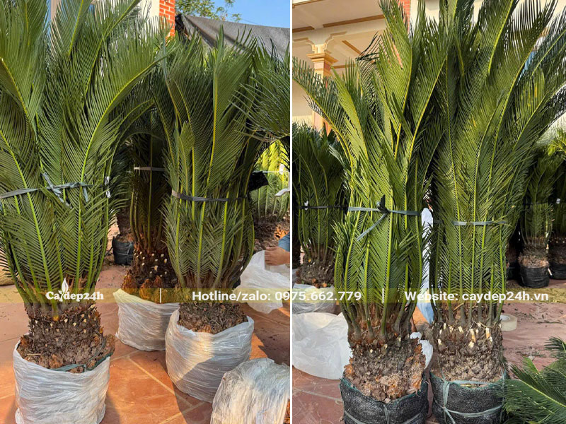 Bứng nóng hàng chục cây Vạn Tuế lóng thân 10 - 15cm