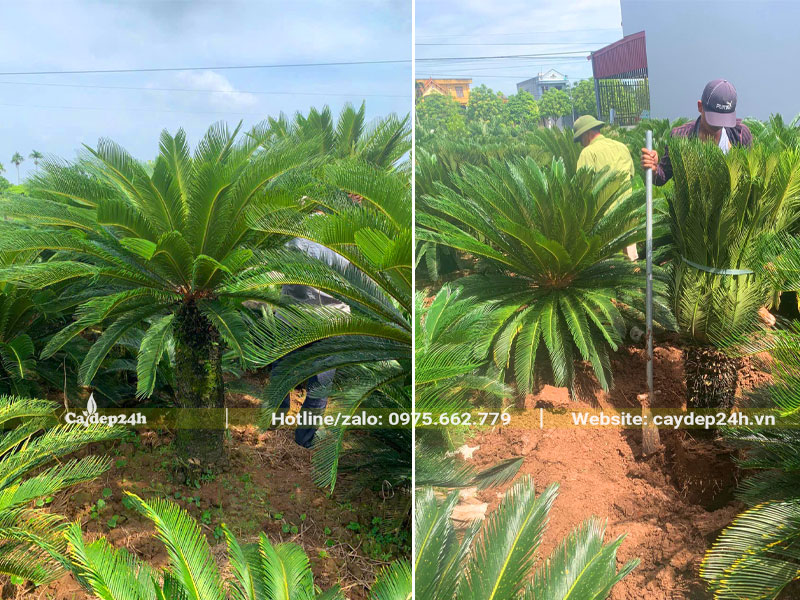 Bứng cây Vạn Tuế lâu năm tại vườn trồng