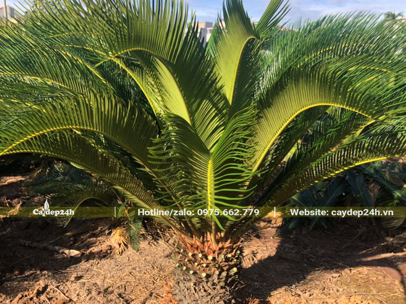 Rệp là một trong các bệnh thường gặp trên cây Vạn Tuế cần phải chú ý