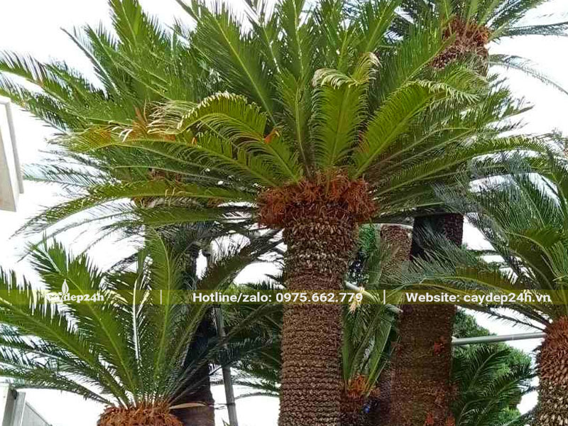 Bụi cây Vạn Tuế cổ thụ bị sâu bệnh hại