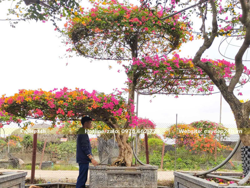 Chậu cây hoa giấy bonsai dáng trực, 3 tầng tán đẹp