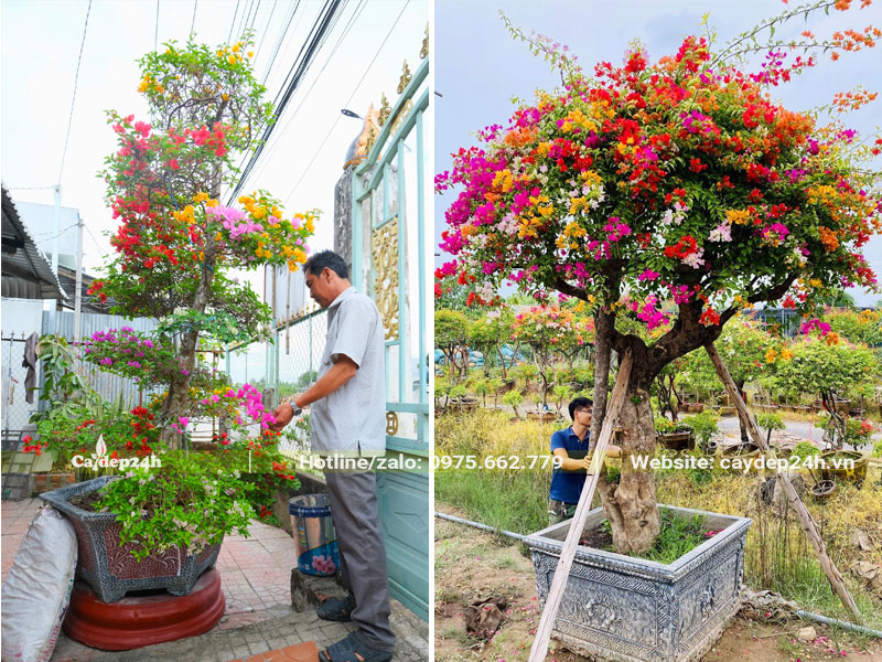 Cắt tỉa các thế cây hoa giấy bonsai đẹp, nghệ thuật