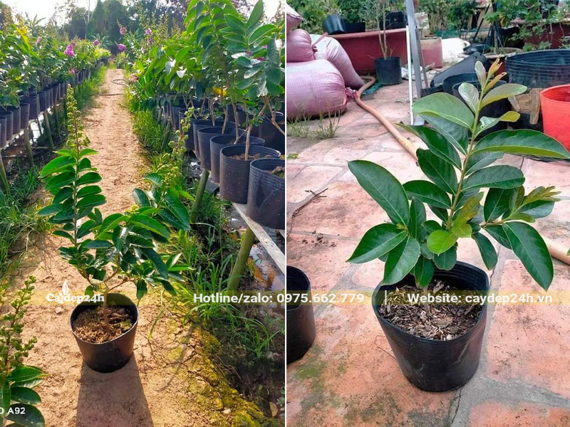 Cây Bằng Lăng Thái con trồng bằng cành