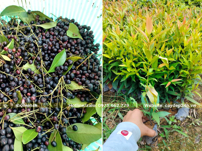Cách nhân giống cây Hồng Lộc bằng hạt