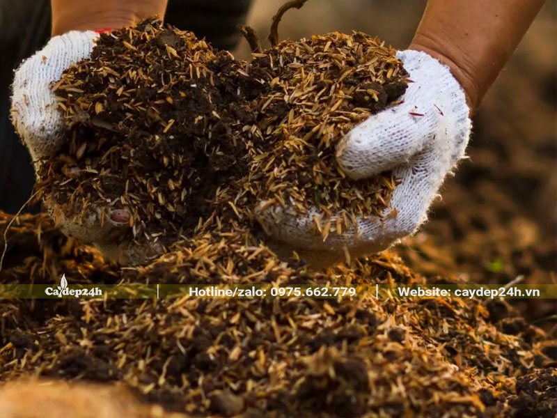 Giá thể bầu bằng đất tơi trộn với trấu và phân