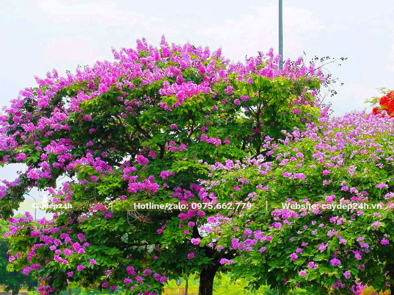 Cây hoa Bằng Lăng tím trồng công trình