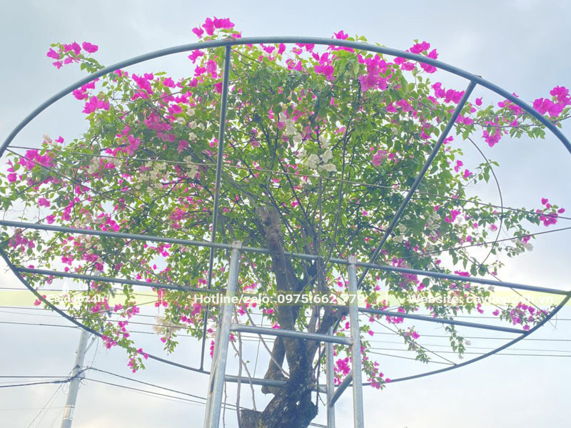 Làm giàn uốn cây hoa giấy bonsai
