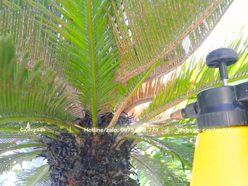 Bơm thuốc trị rệp cho cây Vạn Tuế