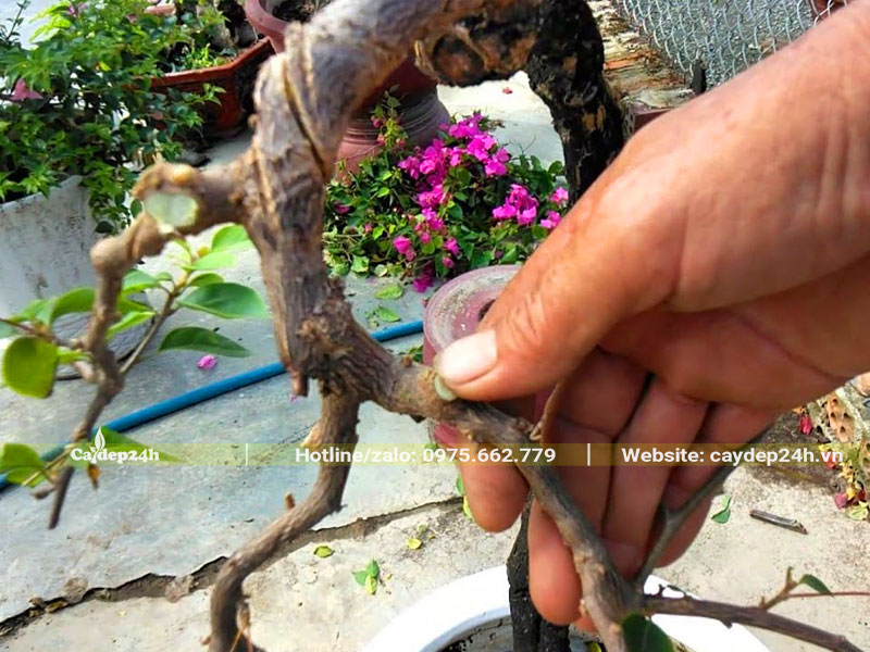 Cách uốn cây hoa giấy bonsai, tạo dáng đẹp, độc đáo