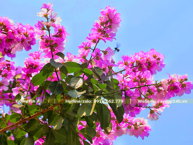 Chùm hoa Bằng Lăng tím xinh đẹp